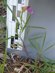 Penstemon cinicola, photograph (c) Tom Wainwright, some rights reserved (CC BY)