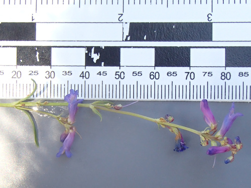Penstemon cinicola, photograph 2
