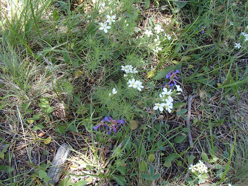 ash beardtongue (Penstemon cinicola)