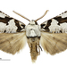 South Island Lichen Moth - Photo (c) Landcare Research New Zealand Ltd, some rights reserved (CC BY)