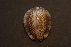 Mauritia depressa
