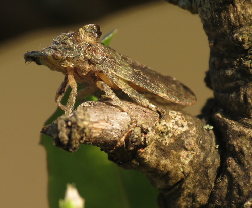 Horned Leafhopper