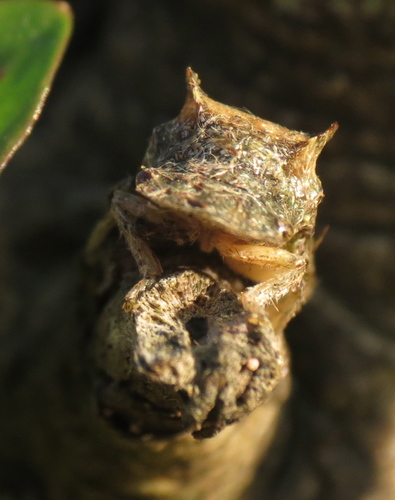 Horned Leafhopper, photo 2 of 10