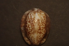Mauritia depressa