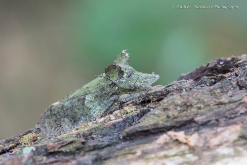 Horned Leafhopper, photo 3 of 10