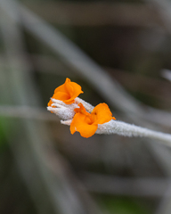 Golden-blossom Airplant (Tillandsia crocata)