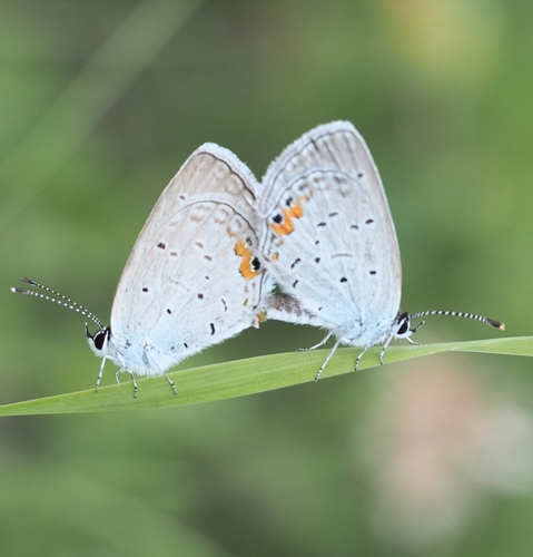 Eastern Tailed-Blue, photo 5 of 9