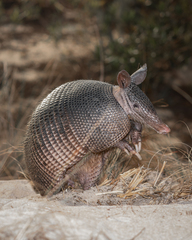 Nine-Banded Armadillo photo 2