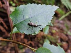 Hexatricha pulverulenta