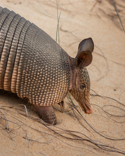 Southern Long-nosed Armadillo
