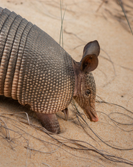 Nine-Banded Armadillo photo 4