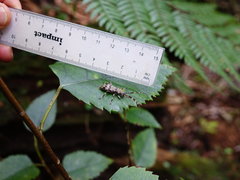 Hexatricha pulverulenta