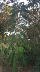 Albizia julibrissin julibrissin