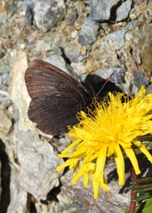 Erebia pluto