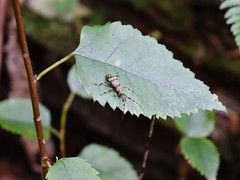 Hexatricha pulverulenta