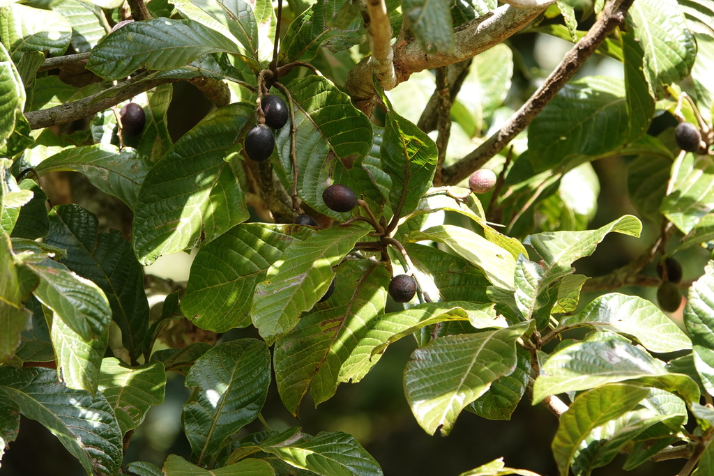 Beilschmiedia alloiophylla