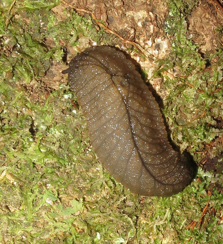 Pseudaneitea gigantea