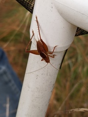 Hapithus brevipennis