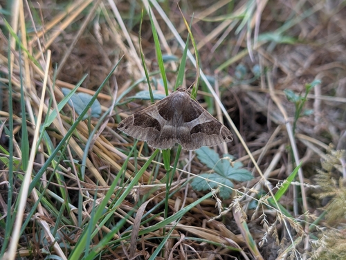 Dysgonia algira
