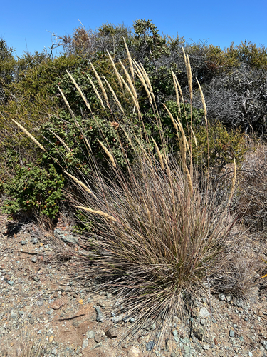 serpentine reedgrass (Calamagrostis ophitidis)