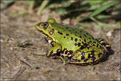 Pool Frog