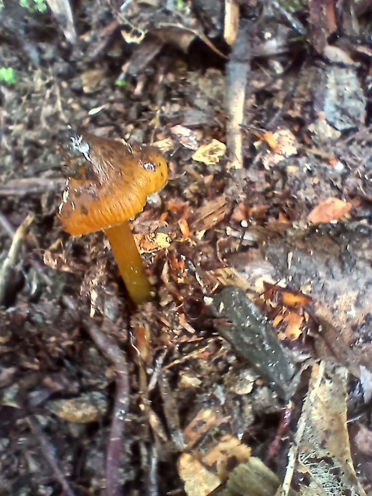 Hygrocybe astatogala · July 2025 · photo: © mphnz (iNaturalist, cc0)