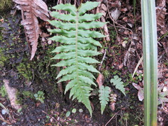 Cranfillia vulcanica