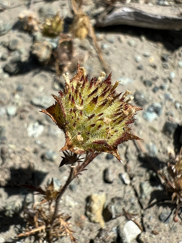 Marin County navarretia (Navarretia rosulata)