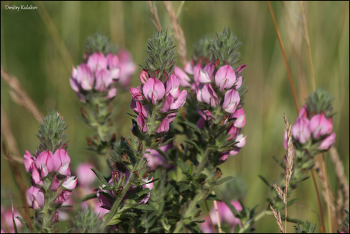 Field restharrow (Ononis arvensis)