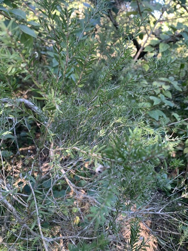 Melaleuca decora, 2025-07-11