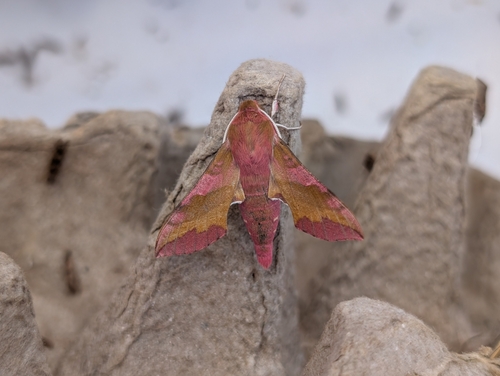 Deilephila porcellus