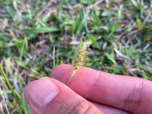 Setaria parviflora observed 2025-07-11