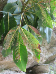 Pseudopanax macintyrei