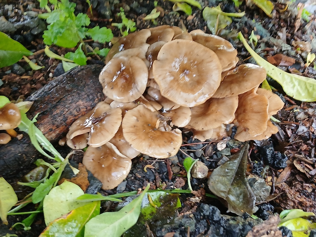 Armillaria novae-zelandiae · July 2025 · photo: © mphnz (iNaturalist, cc0)