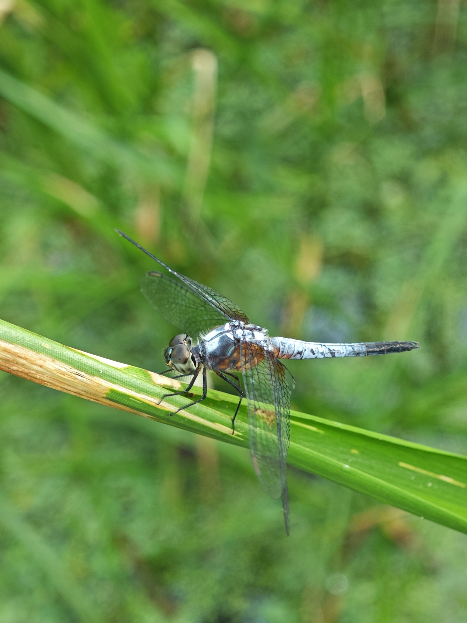 Rufous-Backed Marsh Hawk
