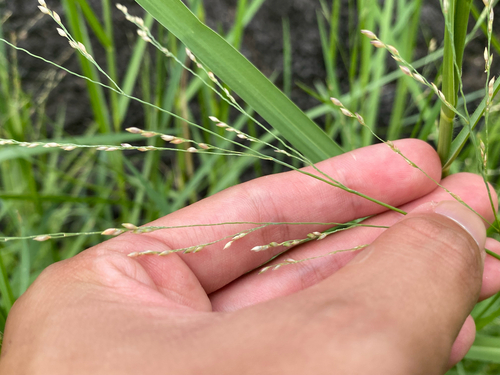 Panicum repens observed 2025-07-11