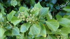Hedera