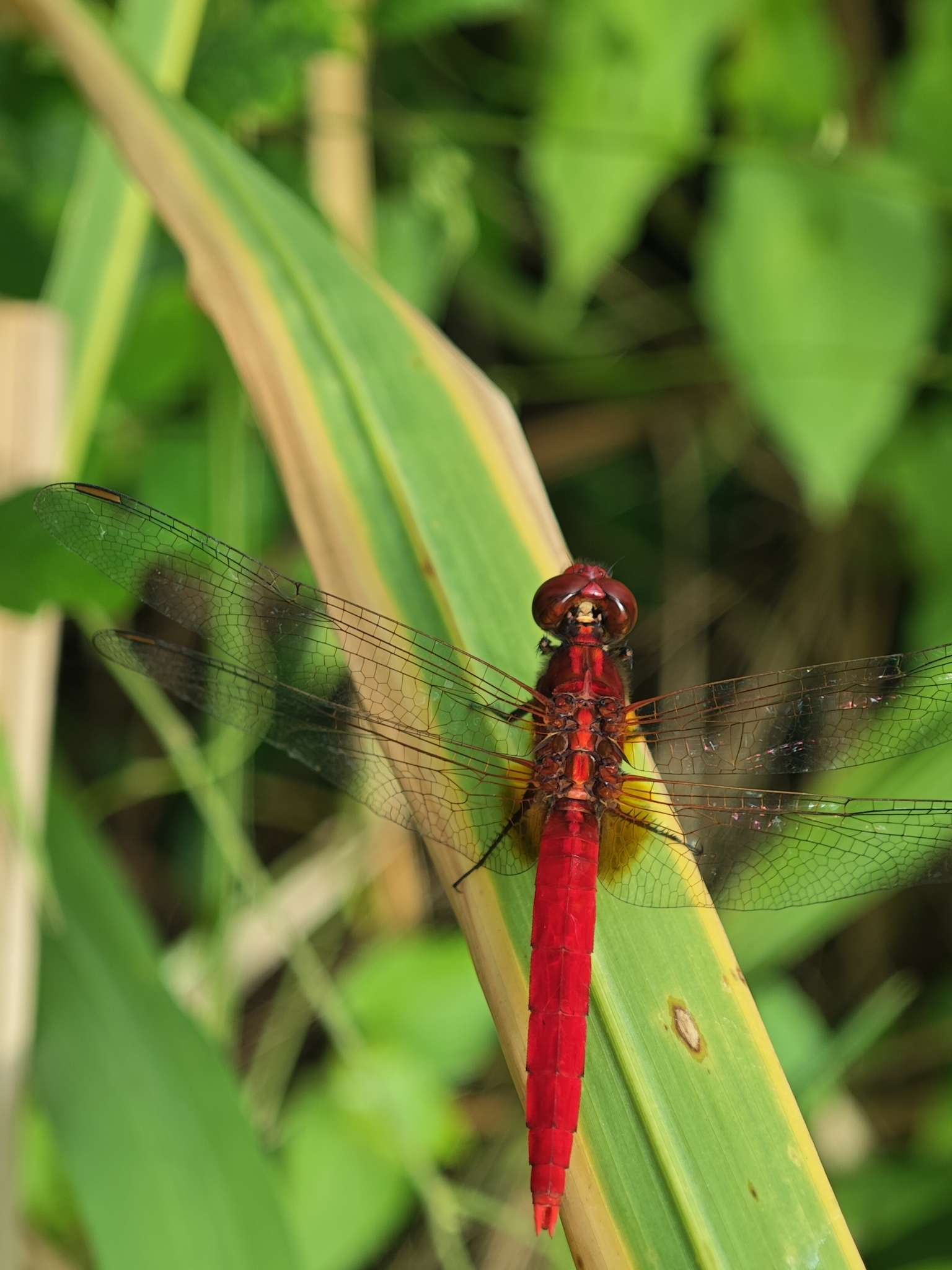 Rufous Marsh Glider