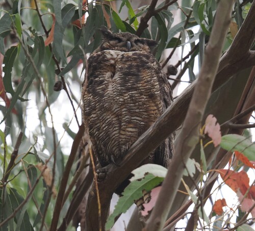 View observation of {o.common_name} on iNaturalist