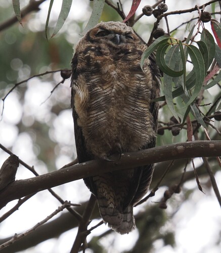 View observation of {o.common_name} on iNaturalist