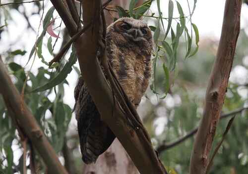 View observation of {o.common_name} on iNaturalist