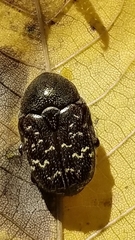 Euphoria sepulcralis