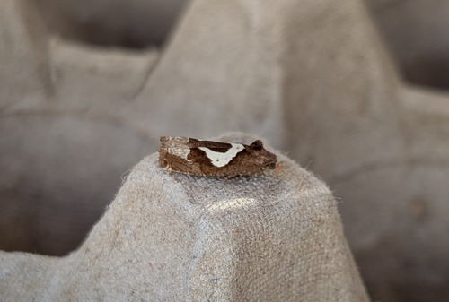 Epiblema foenella