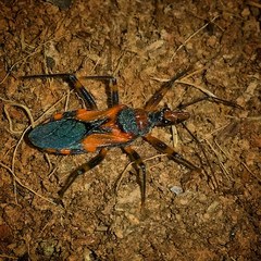 Havinthus rufovarius