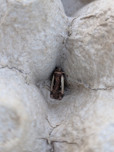 Ochropleura plecta