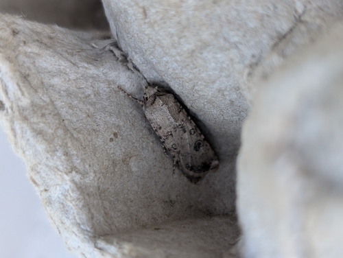 Agrotis segetum