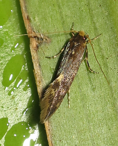 Detritus Moth