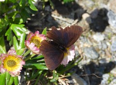 Erebia pluto