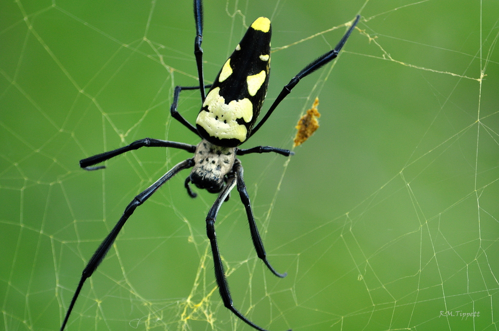 Giant Orbweaver