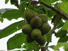 Juglans ailantifolia